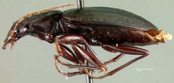 Media type: image;   Entomology 22008 Aspect: habitus lateral view